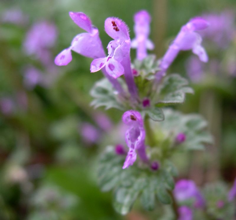 Picture of the open flower of a Henbit